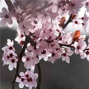 DR - Sakura mp3