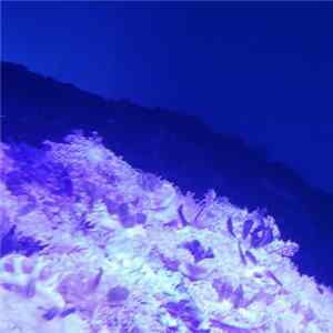 Rennervich - Night at the Aquarium mp3