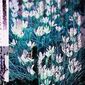Zephyranthes - Neverfeltlikethisbefore // Anywhere mp3