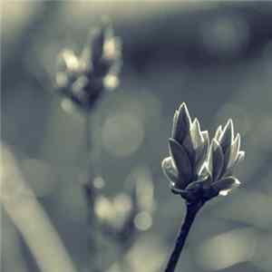 Alex Humann - Dawn mp3