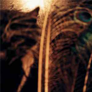 Peter Wright - Syncopate mp3