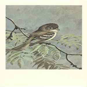 No Artist - Least Flycatcher mp3