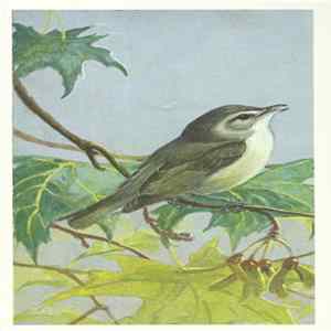 No Artist - Warbling Vireo mp3