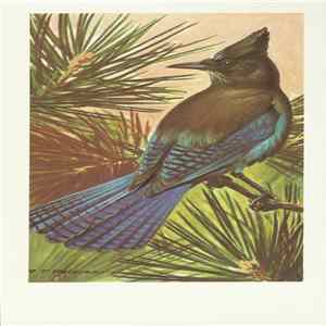 No Artist - Steller's Jay mp3