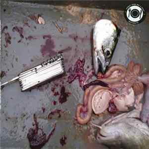 Honey Ride Me A Goat / Mothguts - Split EP mp3