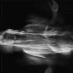 Shtyro - Live Vile mp3