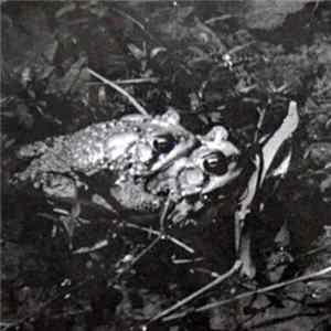 Mike Shiflet - With Frogs mp3